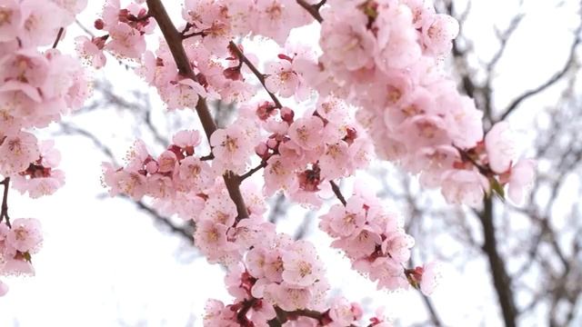 Музыка лечит сердце и сосуды? Успокаивающая музыка восстанавливает нервную систему,расслабляющая #1 смотреть онлайн