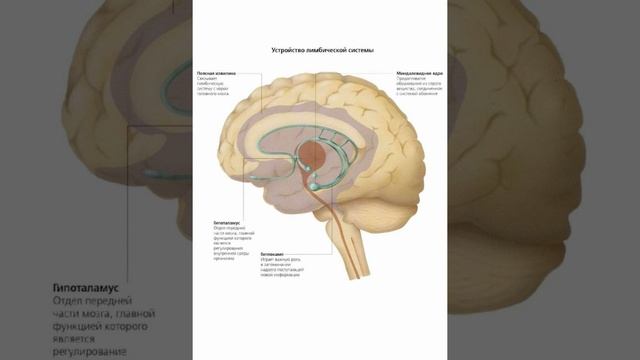 Видеокнига Анатомический атлас