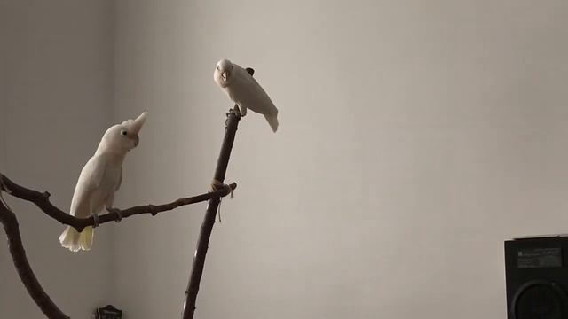 Крики какаду. Cockatoo screaming смотреть онлайн