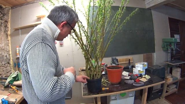 Плетеное дерево из живого прута ивы. Плетение из ивы смотреть онлайн