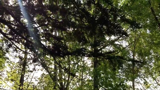 #3 тис Дальневосточный! Тис Остроконечный (Taxus Cuspilada).