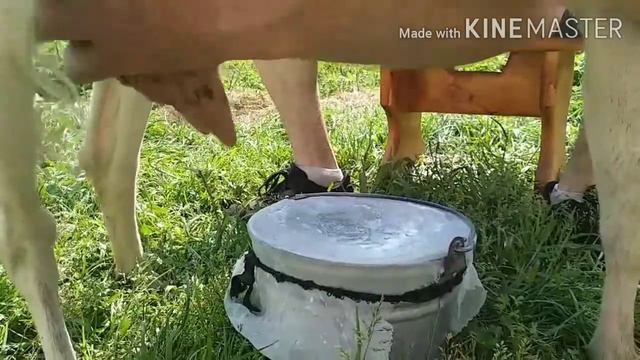 а много ль козулька даёт молока??? не выдоишь за день устанет рука??? смотреть онлайн