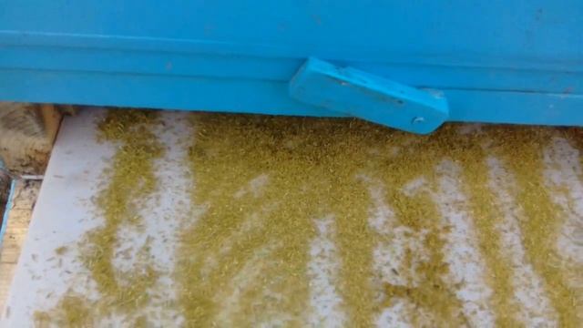 ХВОЯ и клещ Varroa Destructor !!!Старый методОбработка хвойной мукой. смотреть онлайн