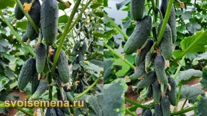Хотите завалиться огурцами?  Тогда сделайте так!