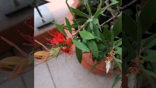 Каллистемон - сказка наяву! смотреть онлайн