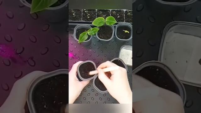 КОБЕЯ из семян. ПОСЕВ! Цветение! #кобея #лиана #вьющиесяцветы смотреть онлайн