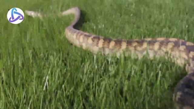 Top 10 Biggest Snakes in the World – Largest Snakes on Earth | Amazement смотреть онлайн