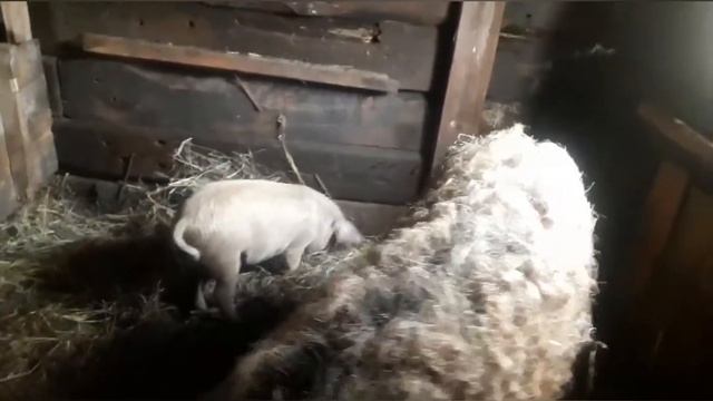 Остались только наши поросята породы Венгерская мангалица.. смотреть онлайн