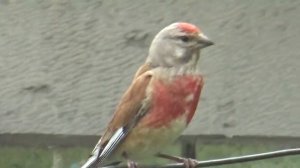 небольшая птичка с пятнистой грудкой птичка красногрудка