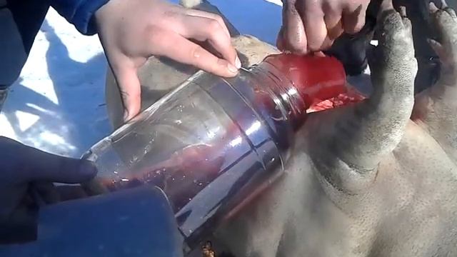 Забій свинки і розділ тушки 07 +18 смотреть онлайн