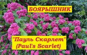 Боярышник Пауль Скарлет (Paul’s Scarlet)