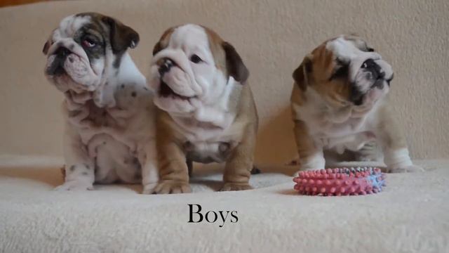 New puppies english bulldogs 2017 / Английский бульдог смотреть онлайн