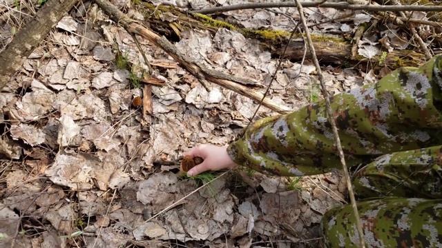 Первые СМОРЧКИ и сморчковая шапочка. 02.05.21 смотреть онлайн
