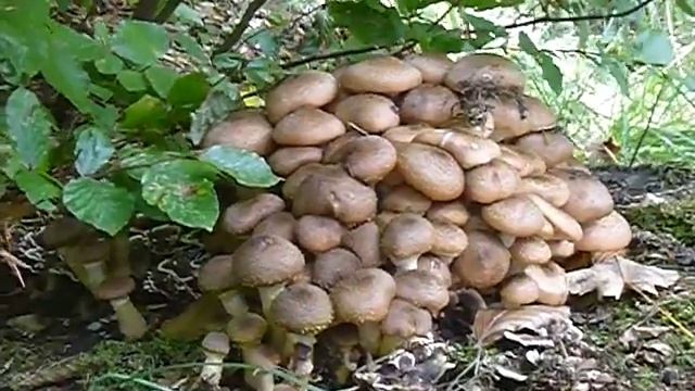 P1080466 ARMILLARIA MELLEA 1a parte смотреть онлайн