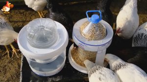 Кормушка и поилка курам из 10 л ведер и 5 л бутылей