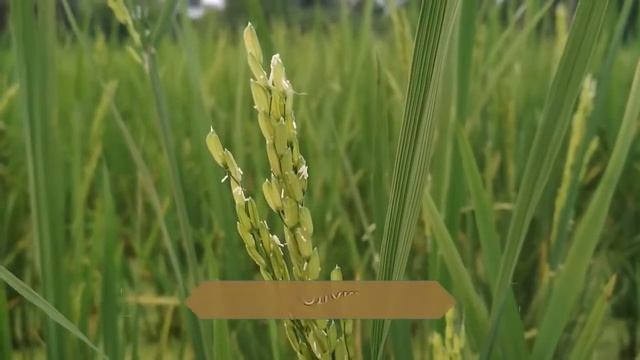 Органические удобрения из сапропеля для выращивания риса смотреть онлайн