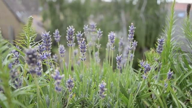 Nikon D3100 | Kit 18-55 mm VR | Photo & Video Test | HD смотреть онлайн