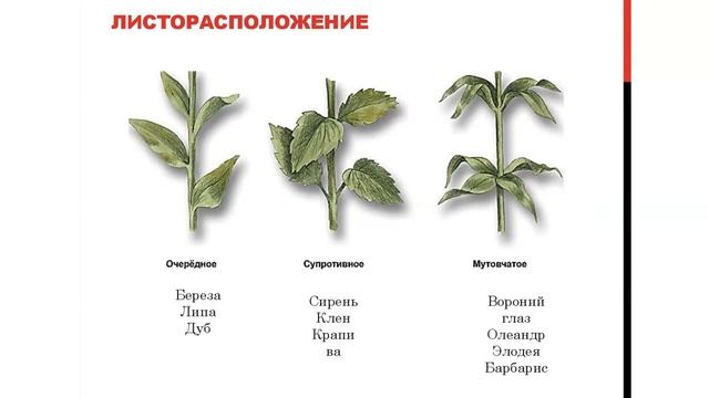Побег, его строение и значение смотреть онлайн