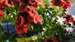 Королевские пеларгонии необычных расцветок