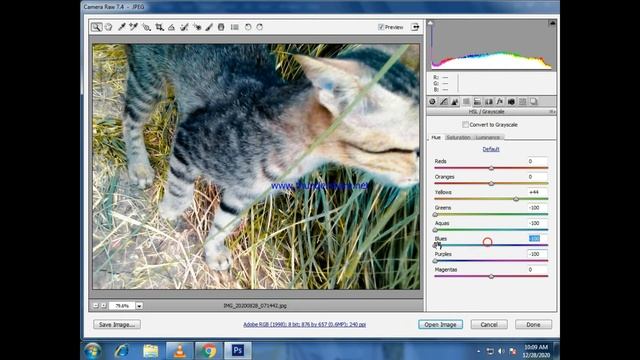 Cat Photo Editing Photoshop Camera Raw : My First Editing Pc