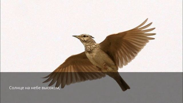 Жаворонок смотреть онлайн