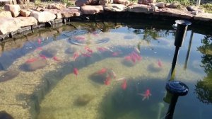 Золотая вуалевая Комета