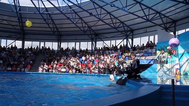 Дельфинарий в Сочи парке смотреть онлайн