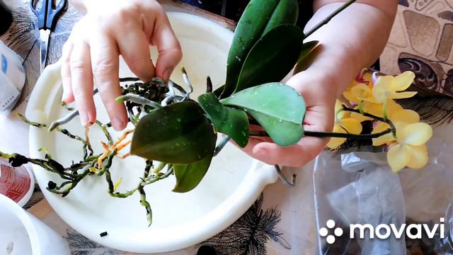 Срочноя пересадка цветущей орхидеи. смотреть онлайн