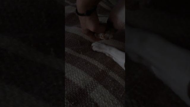 Жуткий бультерьер обгладывает хозяина!!! смотреть онлайн