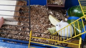 ПЛЮСЫ и МИНУСЫ содержания хомяка Какое животное завести хомяка или маленького котенка?