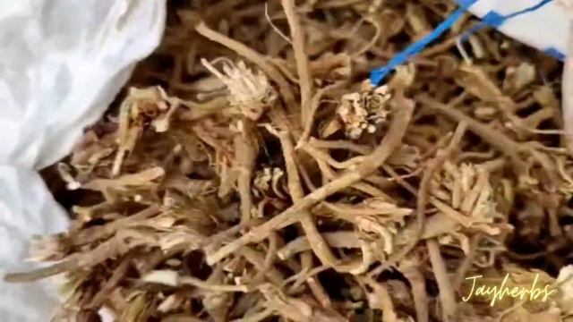 Anacyclus pyrethrum | Akarkara Roots | Akkal-Kara |Akkal Kadha Akkarakaaram |அக்கரகாரம் #jayherbs смотреть онлайн