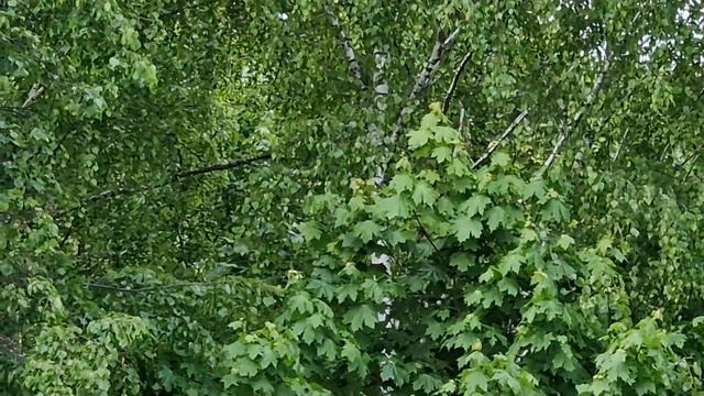 Попытка найти голосящих птиц смотреть онлайн
