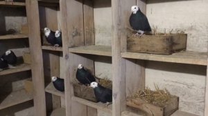 Пермские белоголовые голуби