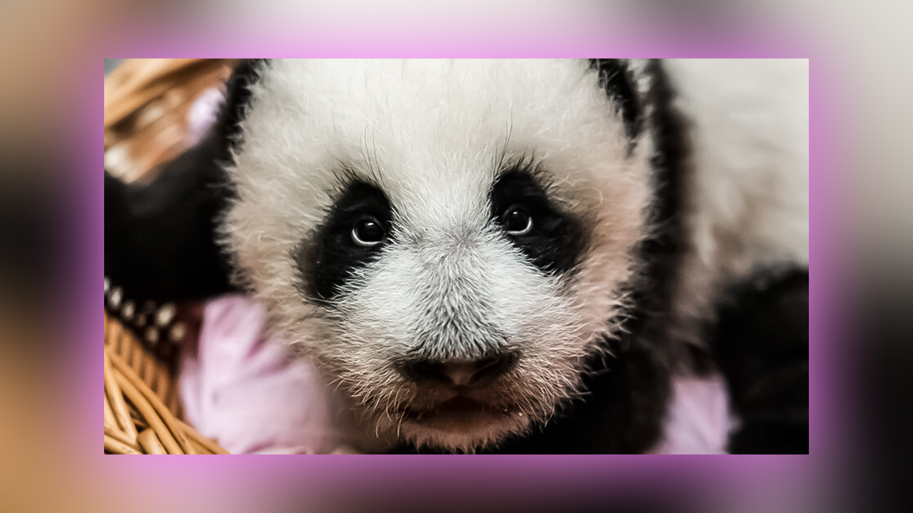 Панда Катюша хулиганит. Московский зоопарк. #панда #москва #зоопарк #пандакатюша смотреть онлайн