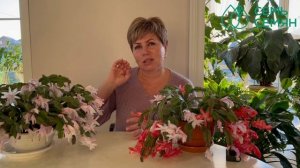 Главные правила цветения декабриста!