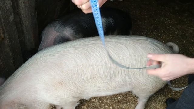 Вес поросят в 5 месяцев