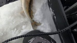 Раздача судака На Горе море