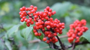 Ядовитые ягоды в лесу