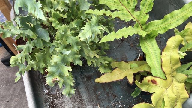 PROPAGATE YOUR BLUE STAR FERN (PHLEBODIUM) FROM SPORES (Part 1) смотреть онлайн