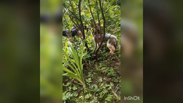9 августа... И Лотта- любительница ягодок🐶🫐 смотреть онлайн