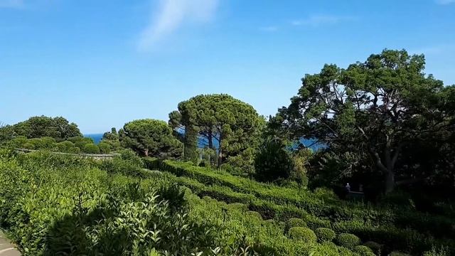 Туи ...красивый сад...