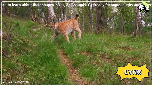 Naughty Farm Animal Moments: Skunk, Bunny, Meerkat, Armadillo, Fish - Animal Video смотреть онлайн