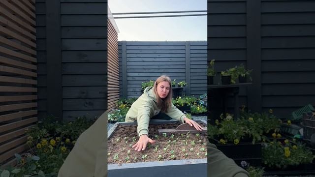 КАК СЕЯТЬ РЕДИС ИДЕАЛЬНО #огород #дачныесоветы #урожай смотреть онлайн
