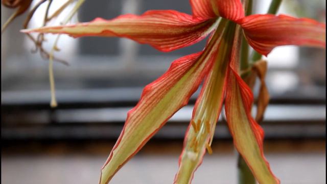 Hippeastrum Cybister La Paz смотреть онлайн