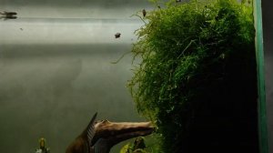 Яванский мох в акве - лучше чем может быть!