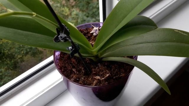 Орхидея Сапфир.Первое домашнее цветение. смотреть онлайн