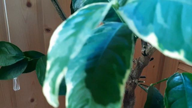 Трудовые будни цитрусовода. Впечатления о Buddy Tape