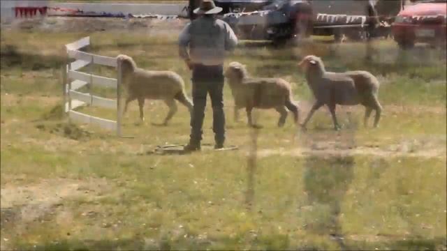 AUST Working Sheepdog Trials Adventure Promo смотреть онлайн