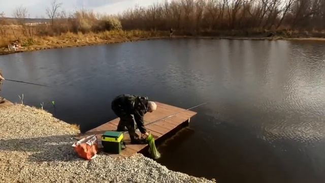 Платная рыбалка пруд Чёрные камни 24.10.20г. Уловы рыбаков, форель. смотреть онлайн