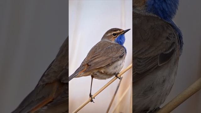 This is natural singer | White spotted bluethroat bird смотреть онлайн